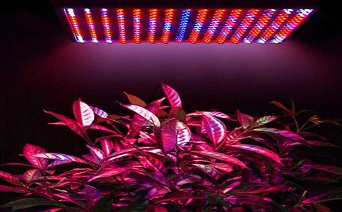 植物生长灯是否可以自制?应该怎么做?